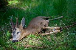 erlegtes Reh