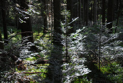 Wald mit Sonnenstrahlen
