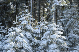 Winterwald