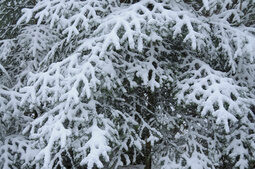 Winterwald