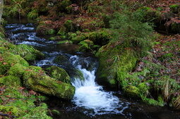 Bächlein im Wald