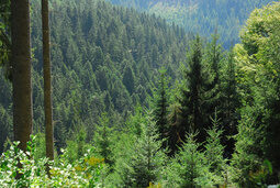 Wald