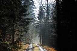 Wanderweg im Nebel