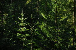 Schwarzwald Tannen