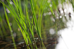 Gras im Naturteich