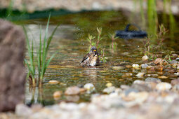 Vogel badet im Teich