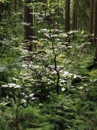 Wald