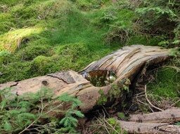 Natur