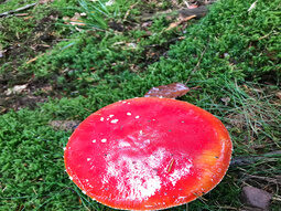 Pilz