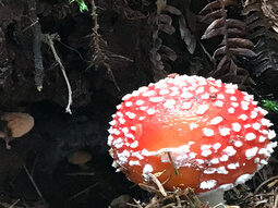 Fliegenpilz