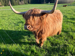 Highlandrind