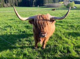 Highlandrind