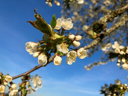 Blüten