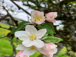 Apfelblüten