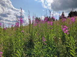 Wildblumen