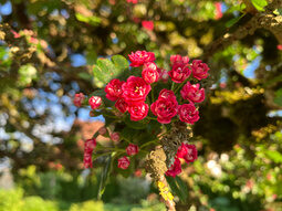 Blüten