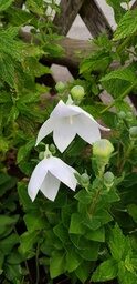 Blumen