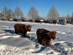 Highlandrinder im Schnee