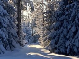 Winterwald